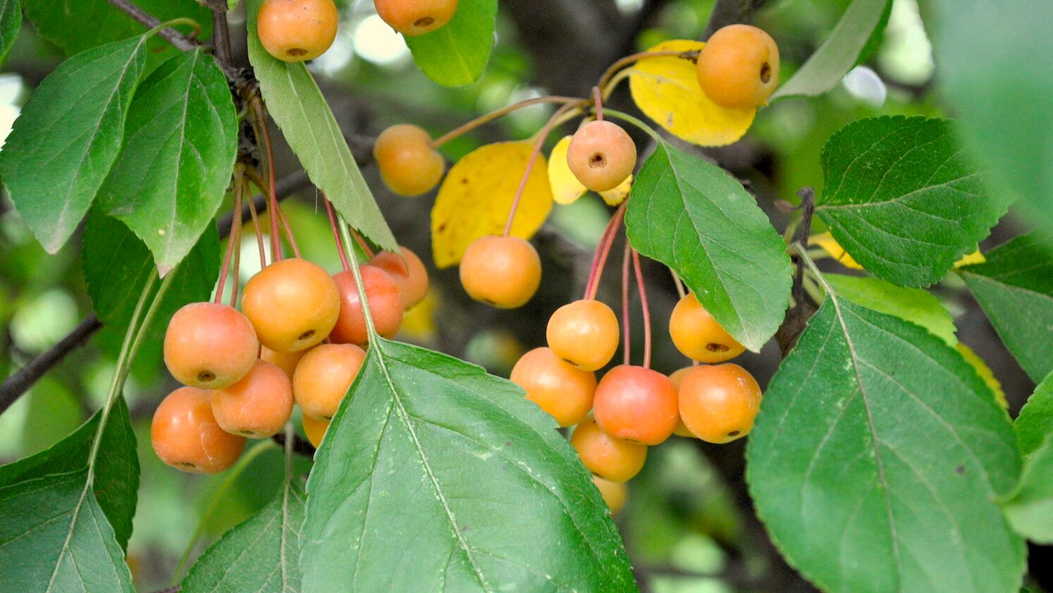 Crabapple Tree with Fruit