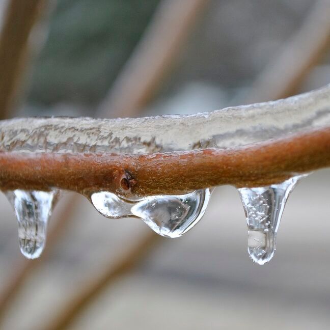 Ice on a Plum Tree Branch