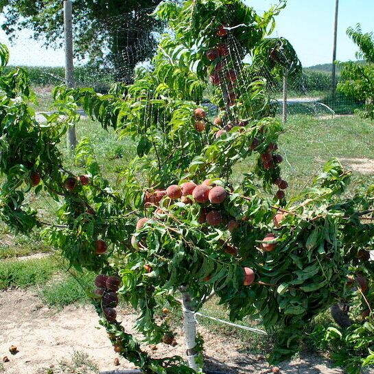 Dwarf Peach Tree with Netting