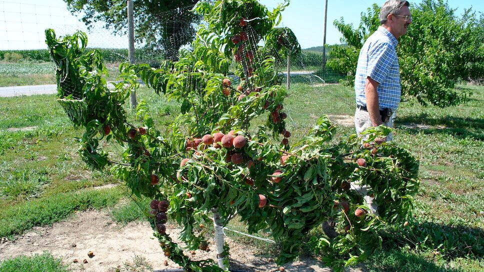 Dwarf Peach Tree with Netting