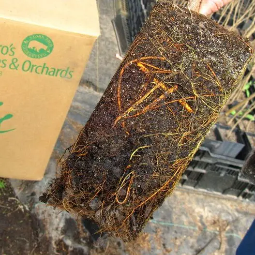Stark® EZ Start® Root Mass