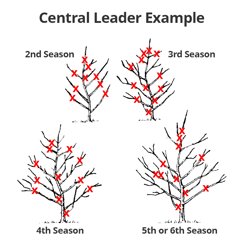 Central Leader Example by season