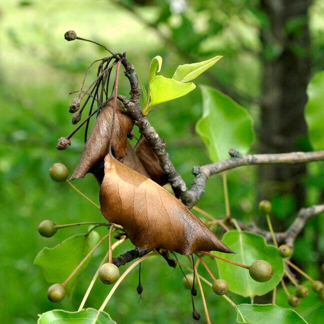 Fire Blight of Ornamental Pear Tree