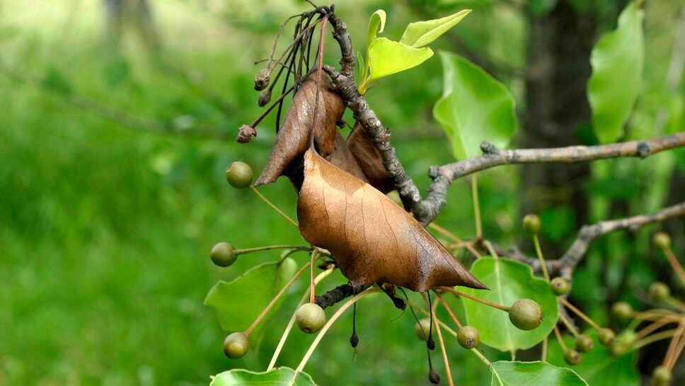 Fire Blight of Ornamental Pear Tree