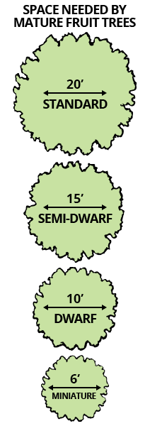 Spacing Mature Fruit Trees