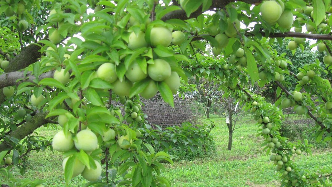 Overbearing Fruiting Limbs