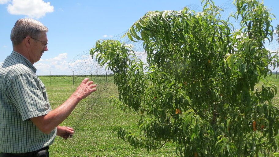 Installing Peach Tree Netting