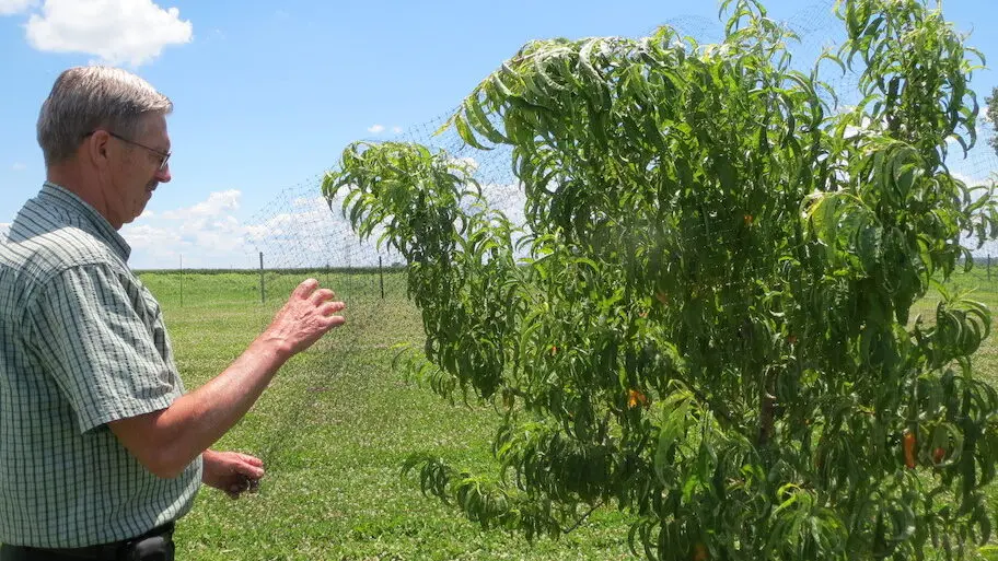 Installing Peach Tree Netting Installing Peach Tree Netting