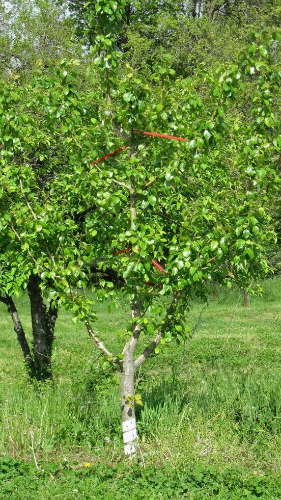 Limb Spreaders Used for Improving Structure of Trees