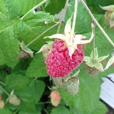 Loganberry Ripening on the Plant