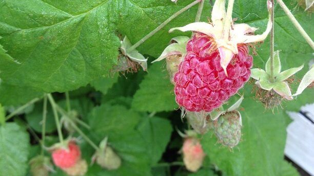Loganberry Ripening on the Plant