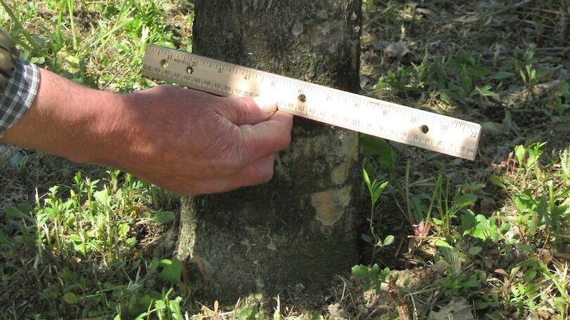 Measure Trunk Diameter