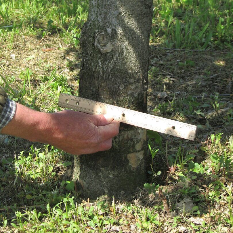 Measure Trunk Diameter Measure Trunk Diameter