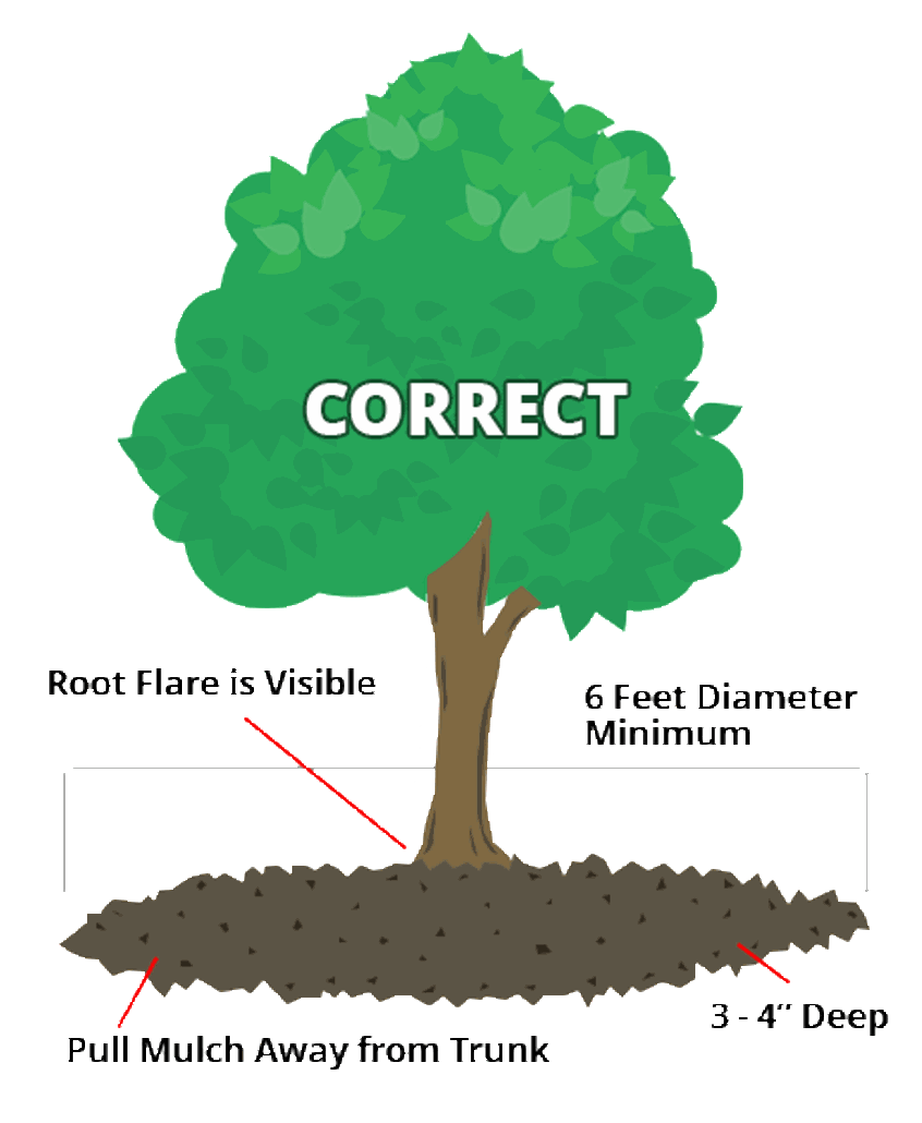 How to Mulch around Young Plants Properly: Expert Tips for Success