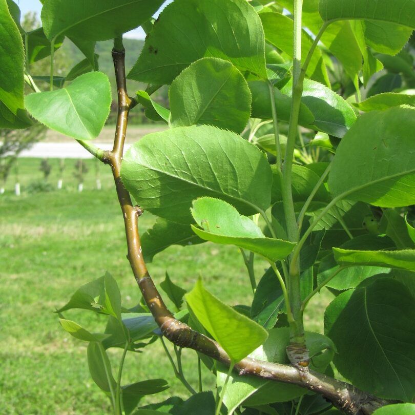 Old Wood & New Wood of Fruit Tree