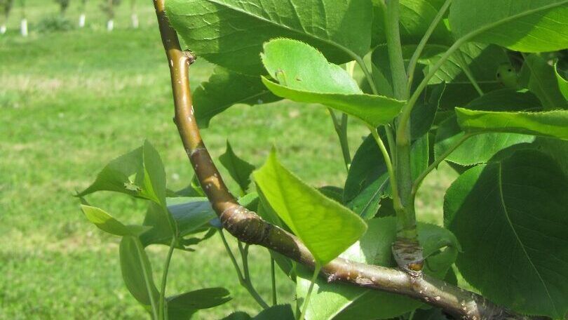 Old Wood & New Wood of Fruit Tree