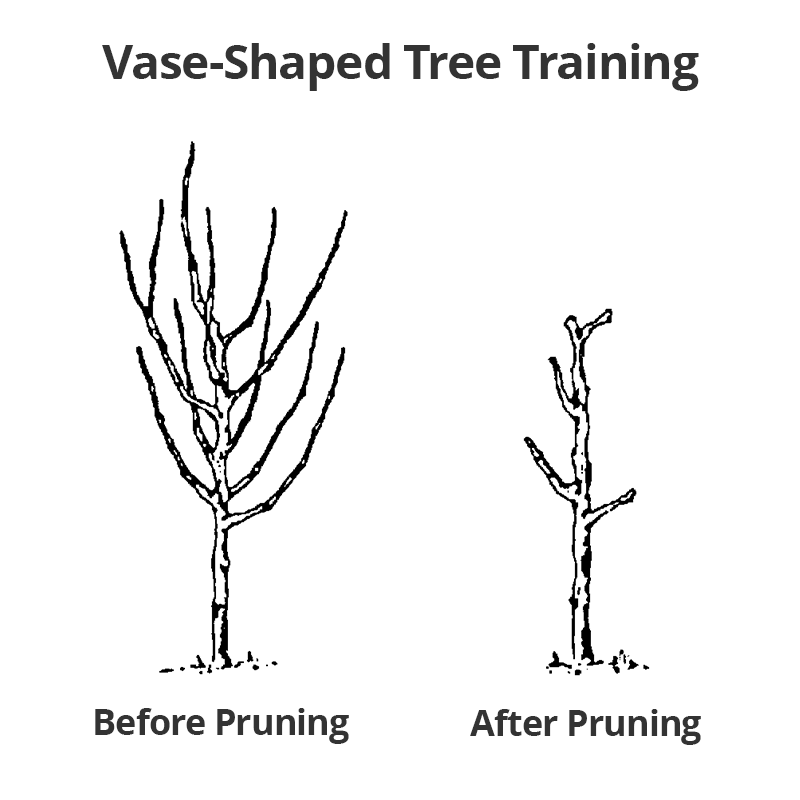 Pruning example, vase-shape - pruning diagram showcasing pruning on non-fruiting branches to open up for better airflow