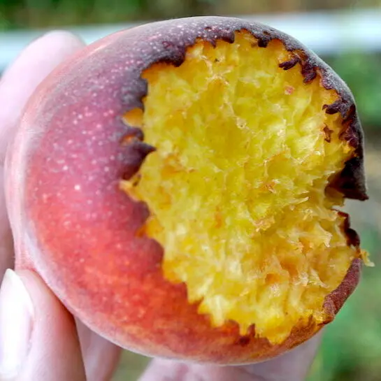 Peach with Bird Damage Peach with Bird Damage