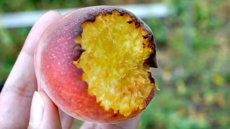 Peach with Bird Damage Peach with Bird Damage