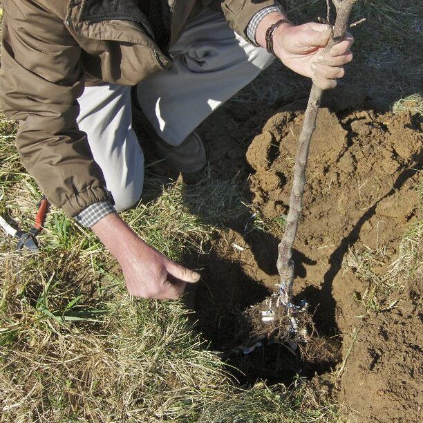 Placing Tree in Planting Hole