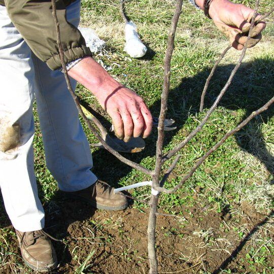 Finishing Touches (Pruning)