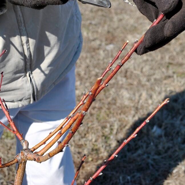 Pruning Open Center Peach Tree