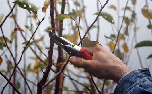 Top 5 Best Electric Pruning Shears of 2023 