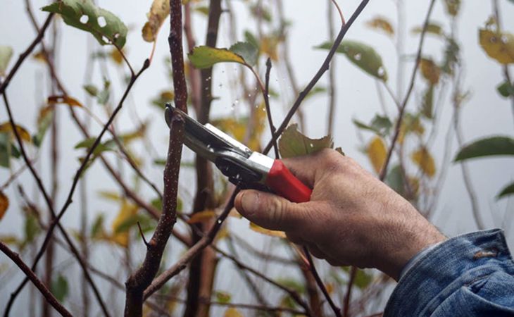 Winter Tree Trimming: Young Trees, Fruit Trees, Spring Flowering Trees