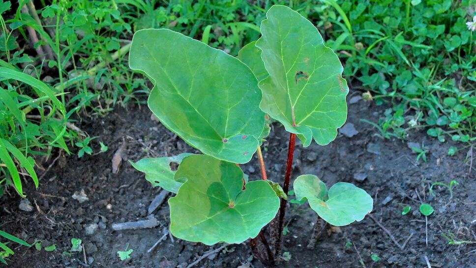 Rhubarb 8 Months After Planting Rhubarb 8 Months After Planting