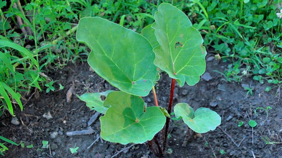 Rhubarb 8 Months After Planting