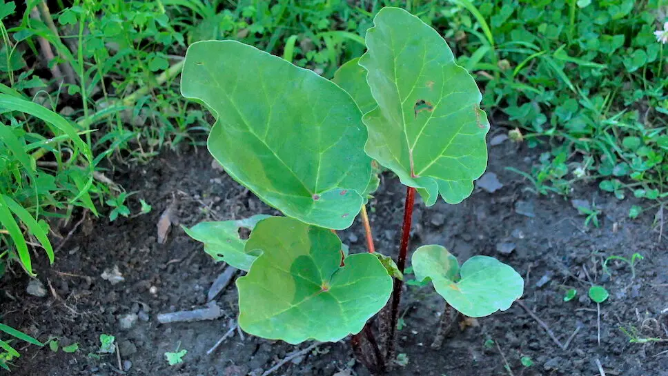 Rhubarb 8 Months After Planting Rhubarb 8 Months After Planting