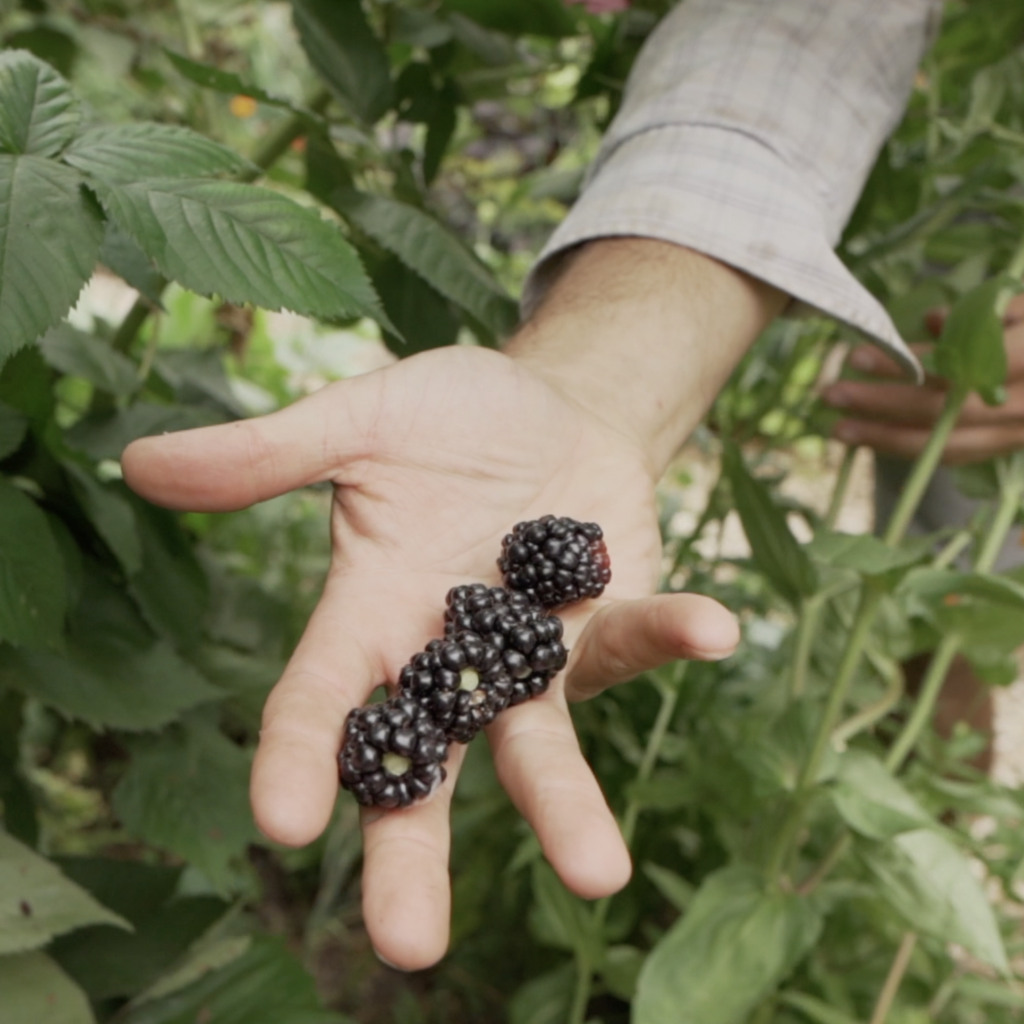 hand with fresh-picked blackberries