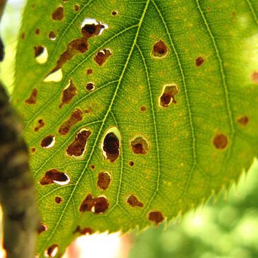 "Shot Hole Blight" on Peach Leaf Shot Hole Blight on Peach Leaf