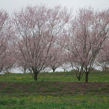 Peach Trees Planted on a Slope With a Berm