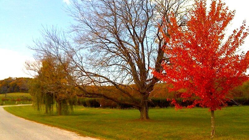 Stark Trees Autumn