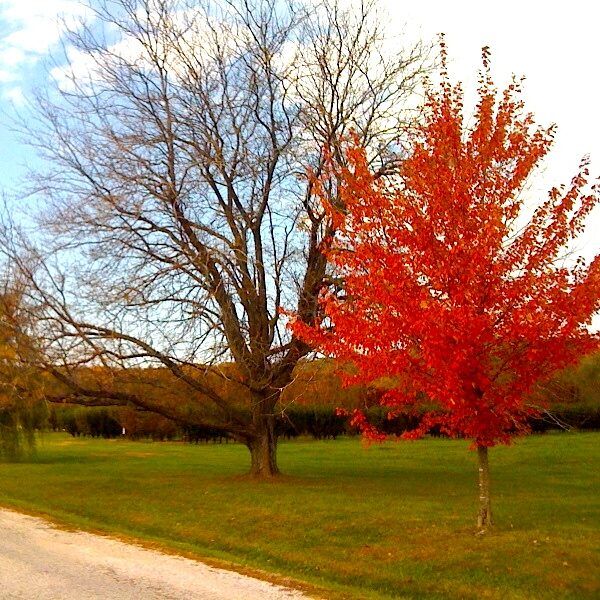 Stark Trees Autumn