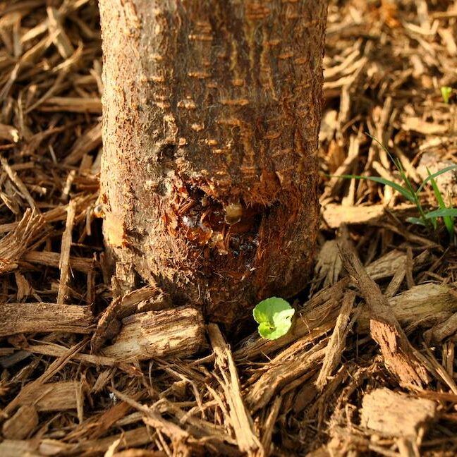 String Trimmer Damage Plum Tree