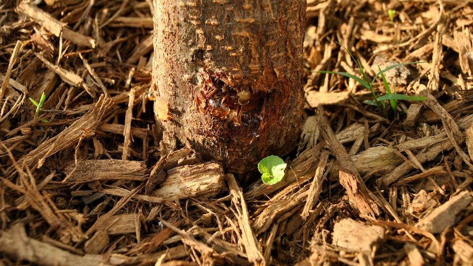 String Trimmer Damage Plum Tree