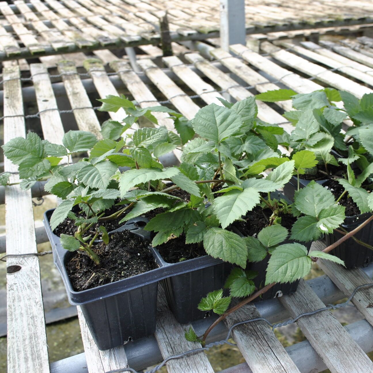 Semi-Erect Blackberry Plants Semi-Erect Blackberry Plants Jumbo-6 Pack