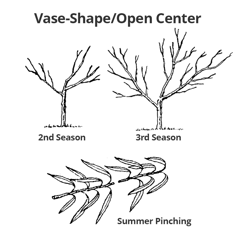 3rd or 4th season open center pruning
