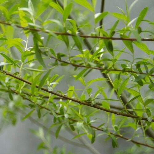 Close up of Willow branches