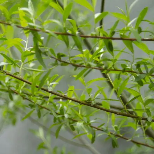 Hybrid Willow Branches Close up of Willow branches