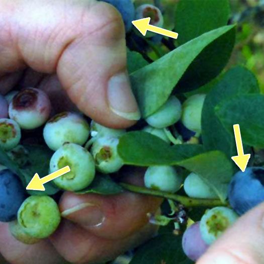 Ripe and Unripe Blueberries