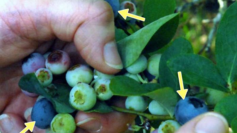 Ripe and Unripe Blueberries