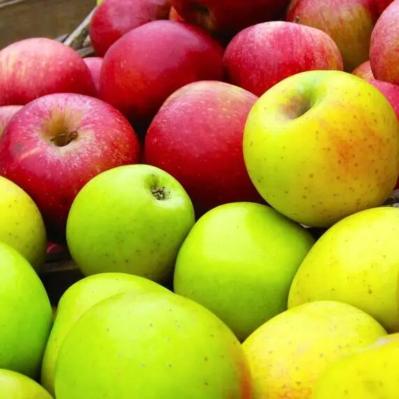 Selection of Different Apple Varieties Selection of Different Apple Varieties