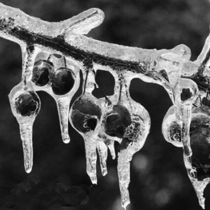 Vintage photo of fruit frozen on tree