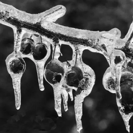 Vintage photo of fruit frozen on tree