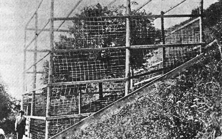 Original Red delicious tree covered with cage