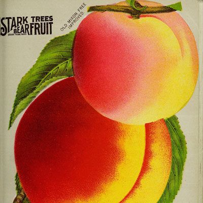 1896 catalog art of peaches