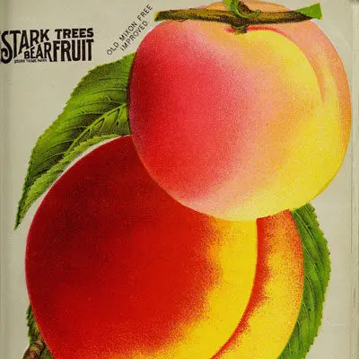 1896 catalog art of peaches